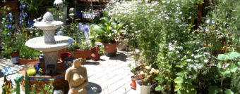 Mediterraner Patio-Garten - Treten Sie ein