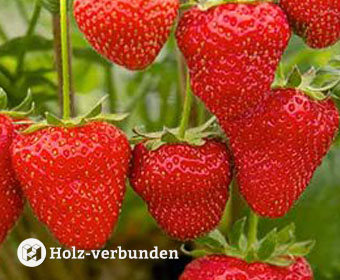 Haenge-Erdbeeren