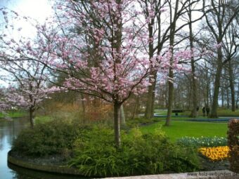 Keukenhof_2014 - 004