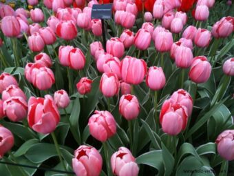 Keukenhof_2014 - 008