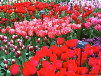 Keukenhof_2014 - 029