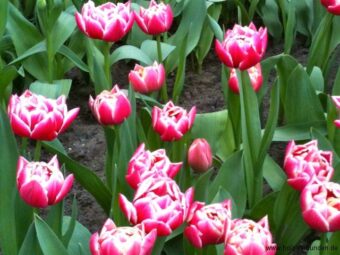 Keukenhof_2014 - 067