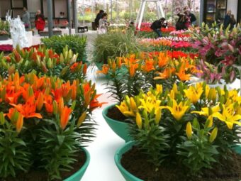 Keukenhof_2014 - 076