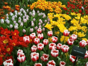 Keukenhof_2014 - 118
