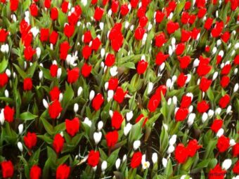 Keukenhof_2014 - 200