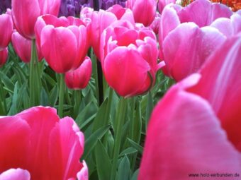 Keukenhof_2014 - 276